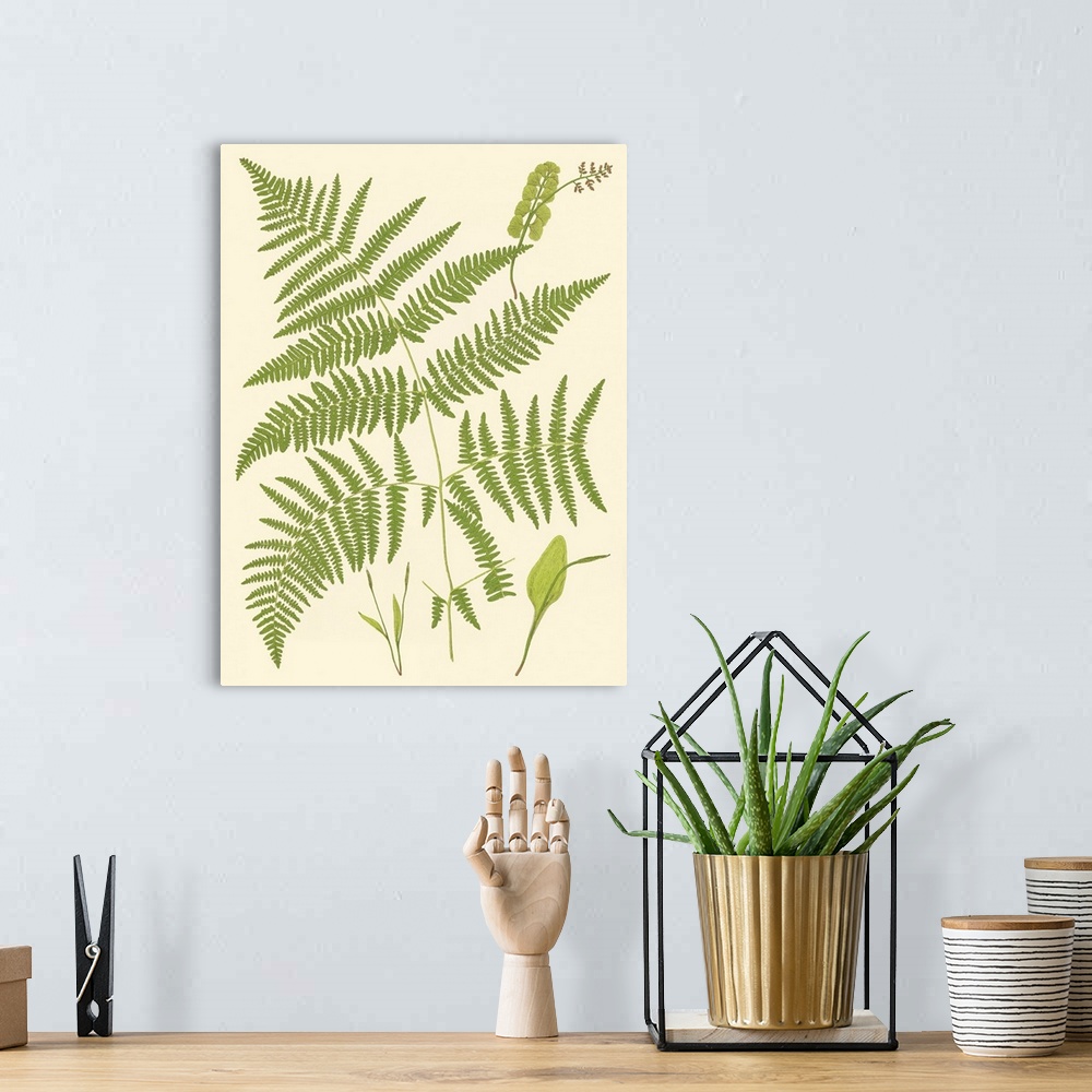 A bohemian room featuring Ferns with Platemark I