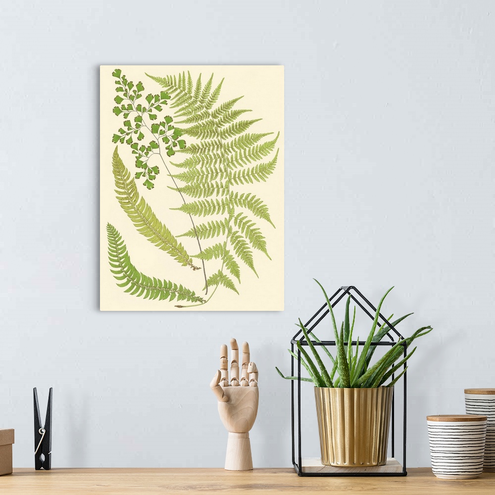 A bohemian room featuring Ferns with Platemark III