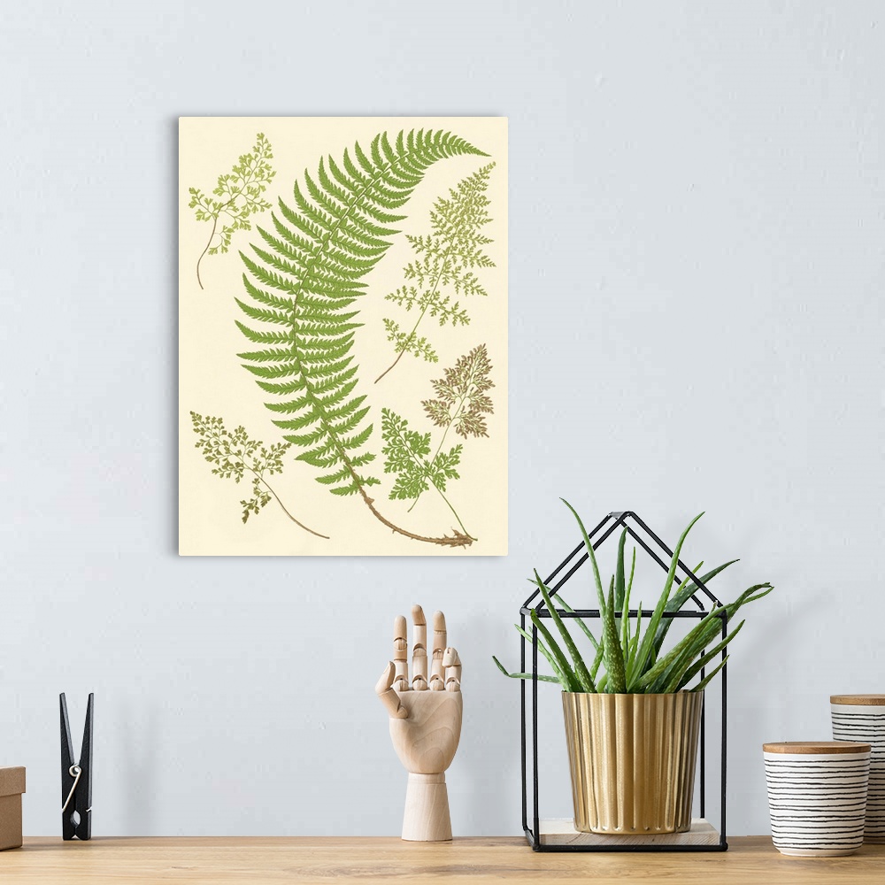 A bohemian room featuring Ferns with Platemark IV