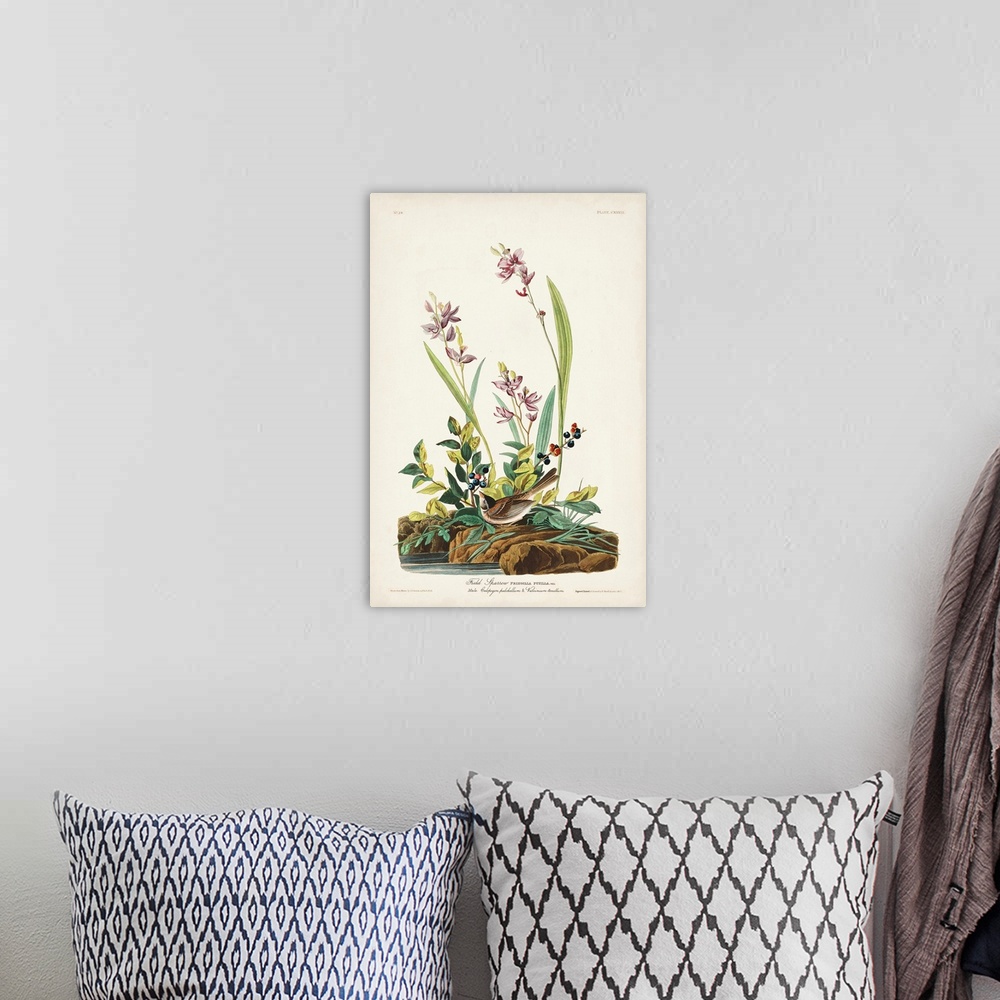 A bohemian room featuring Field Sparrow