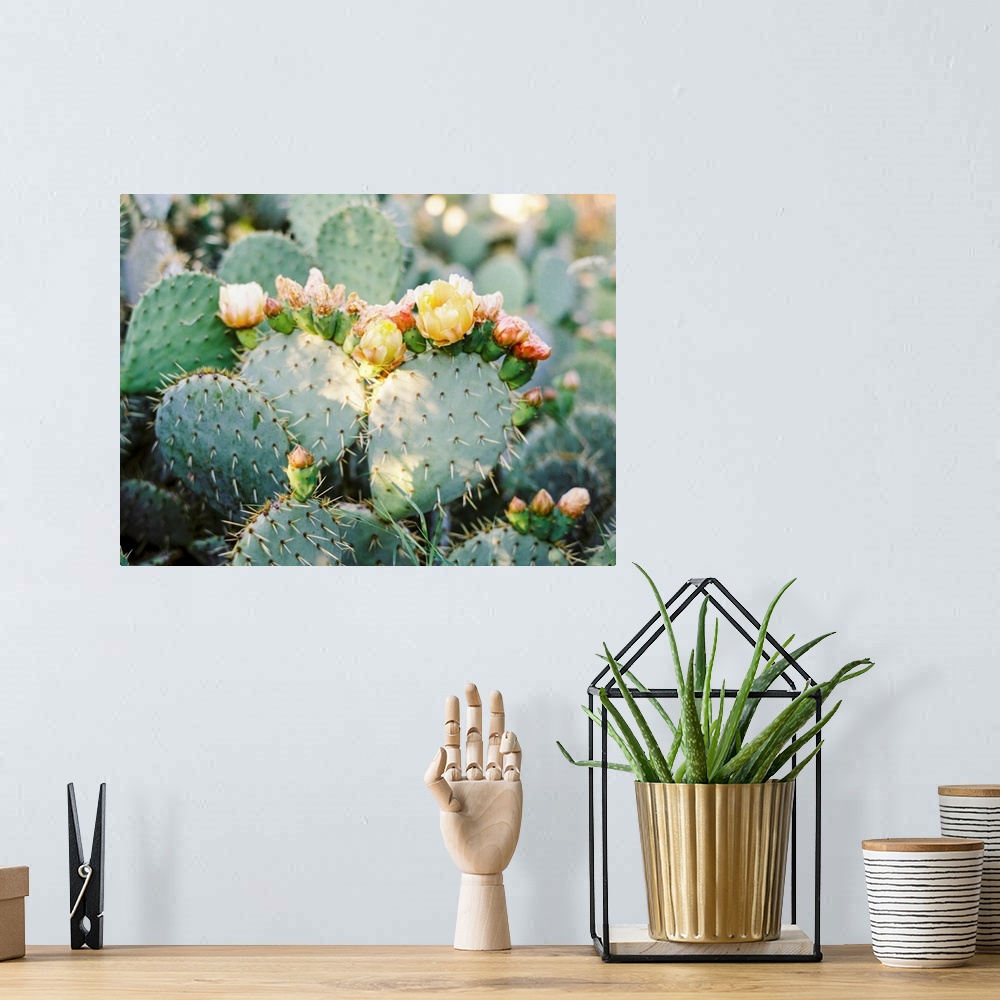 A bohemian room featuring A close up photograph of orange and yellow cactus flowers.