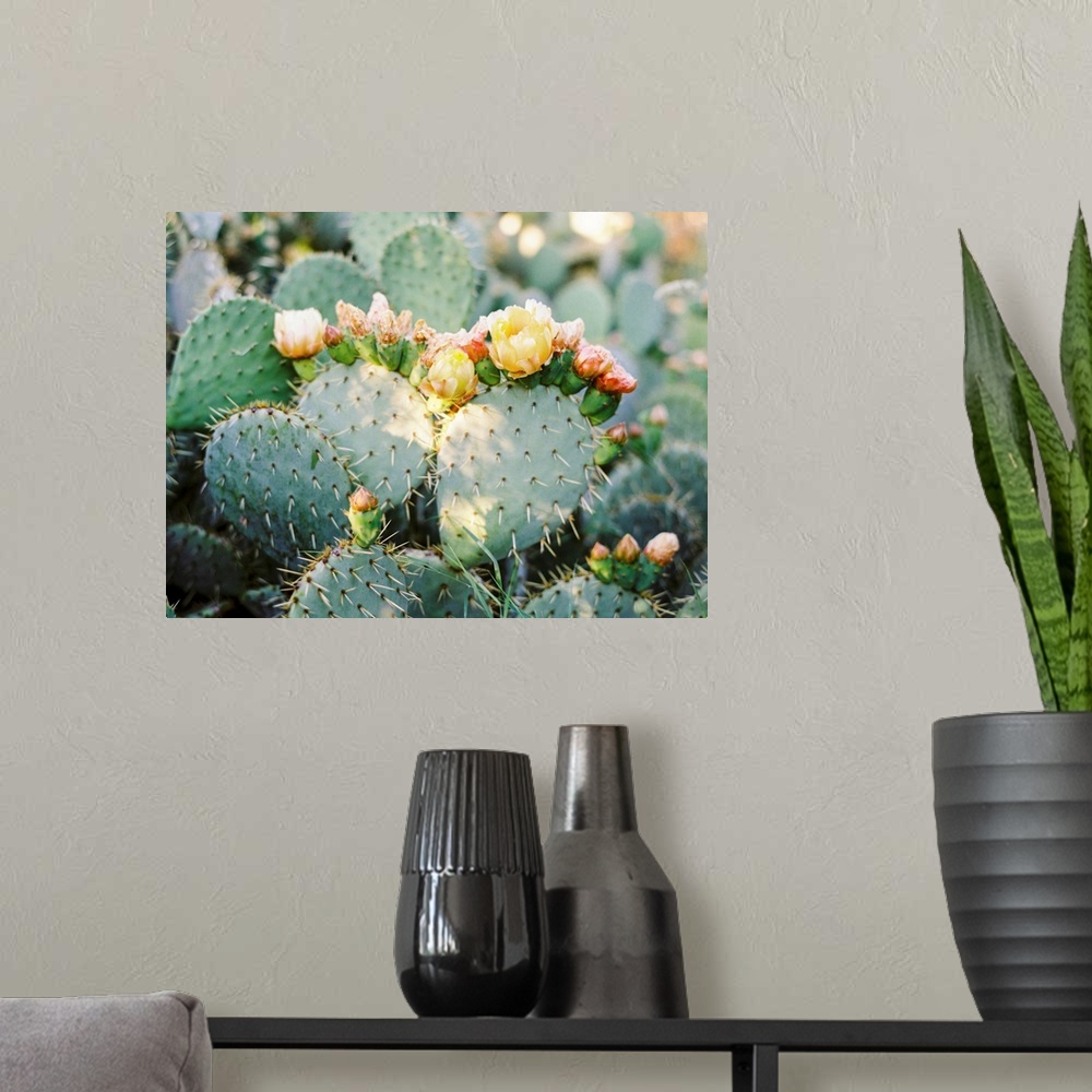 A modern room featuring A close up photograph of orange and yellow cactus flowers.