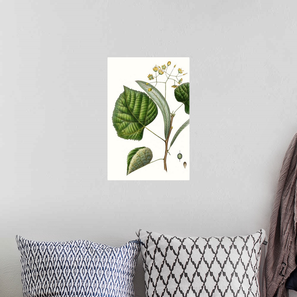 A bohemian room featuring This botanical illustration has a vintage style and illustrates the desire to study details of th...