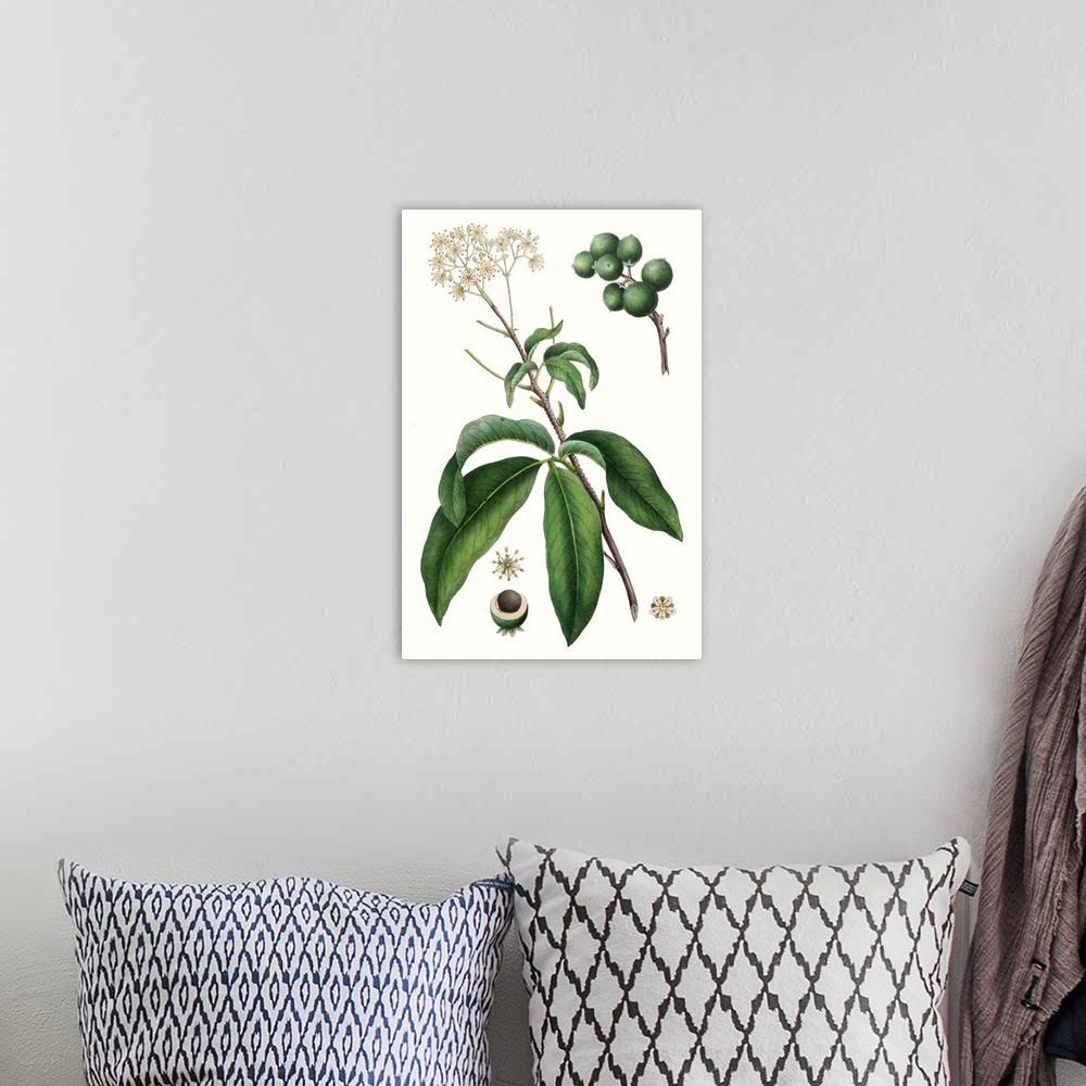 A bohemian room featuring This botanical illustration has a vintage style and illustrates the desire to study details of th...