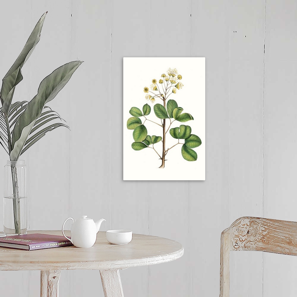 A farmhouse room featuring This botanical illustration has a vintage style and illustrates the desire to study details of th...