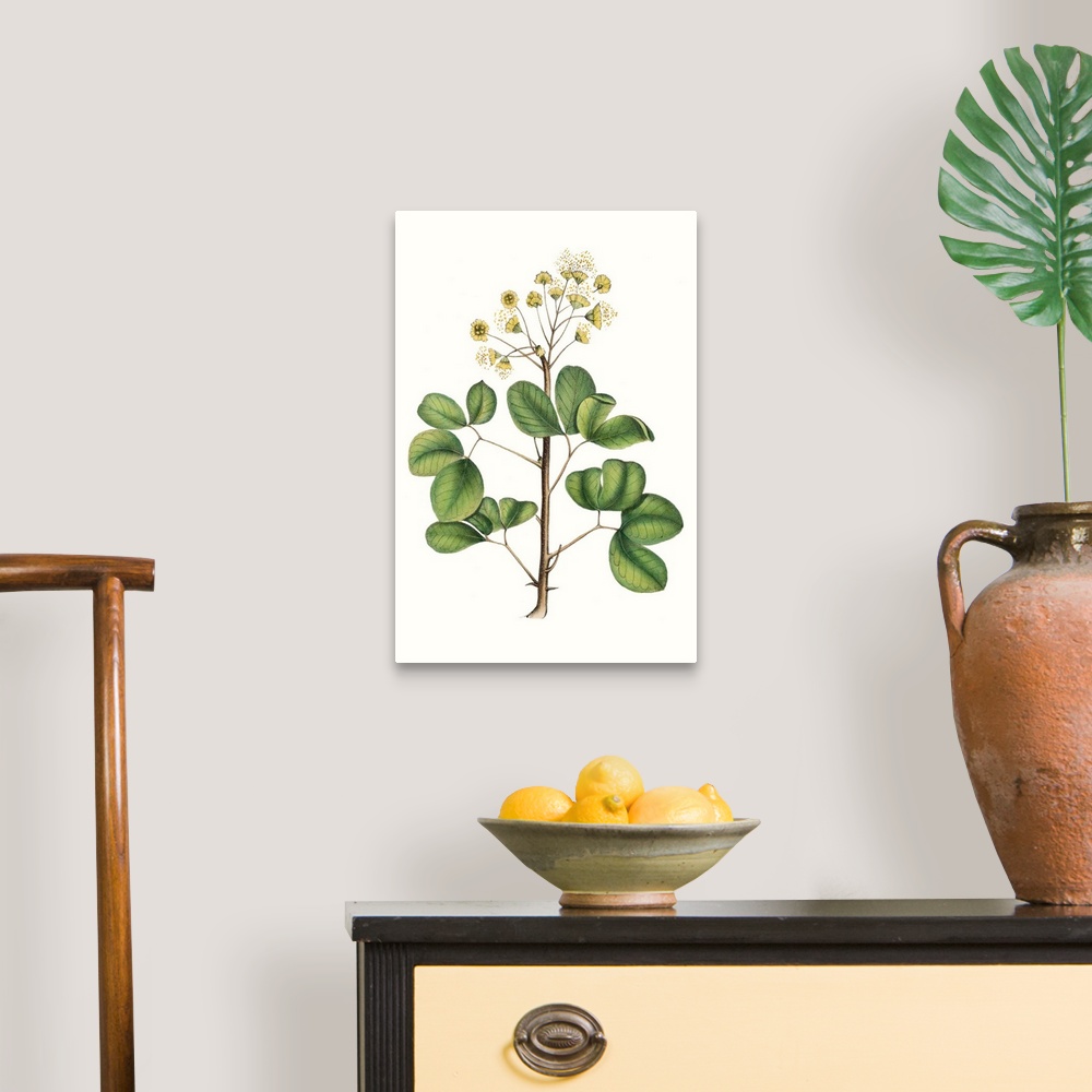 A traditional room featuring This botanical illustration has a vintage style and illustrates the desire to study details of th...