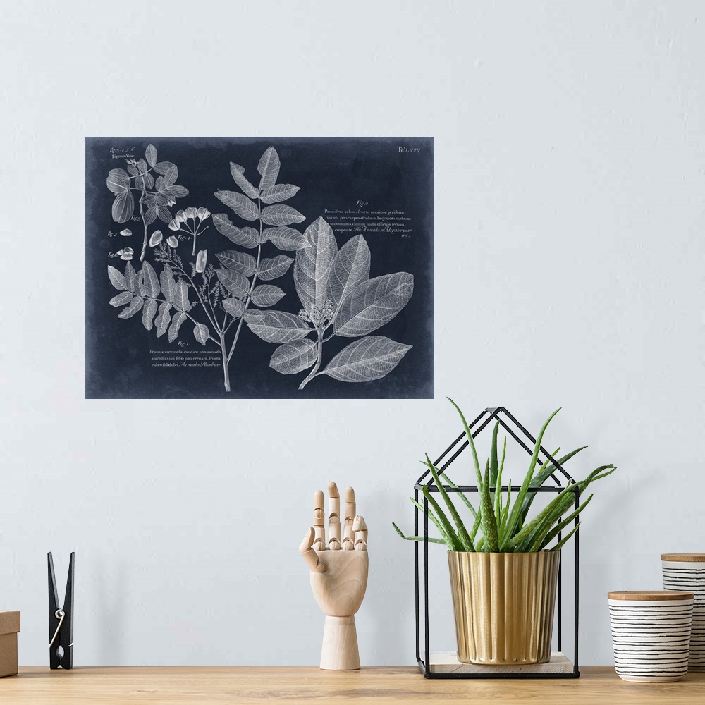 A bohemian room featuring Foliage on Navy V