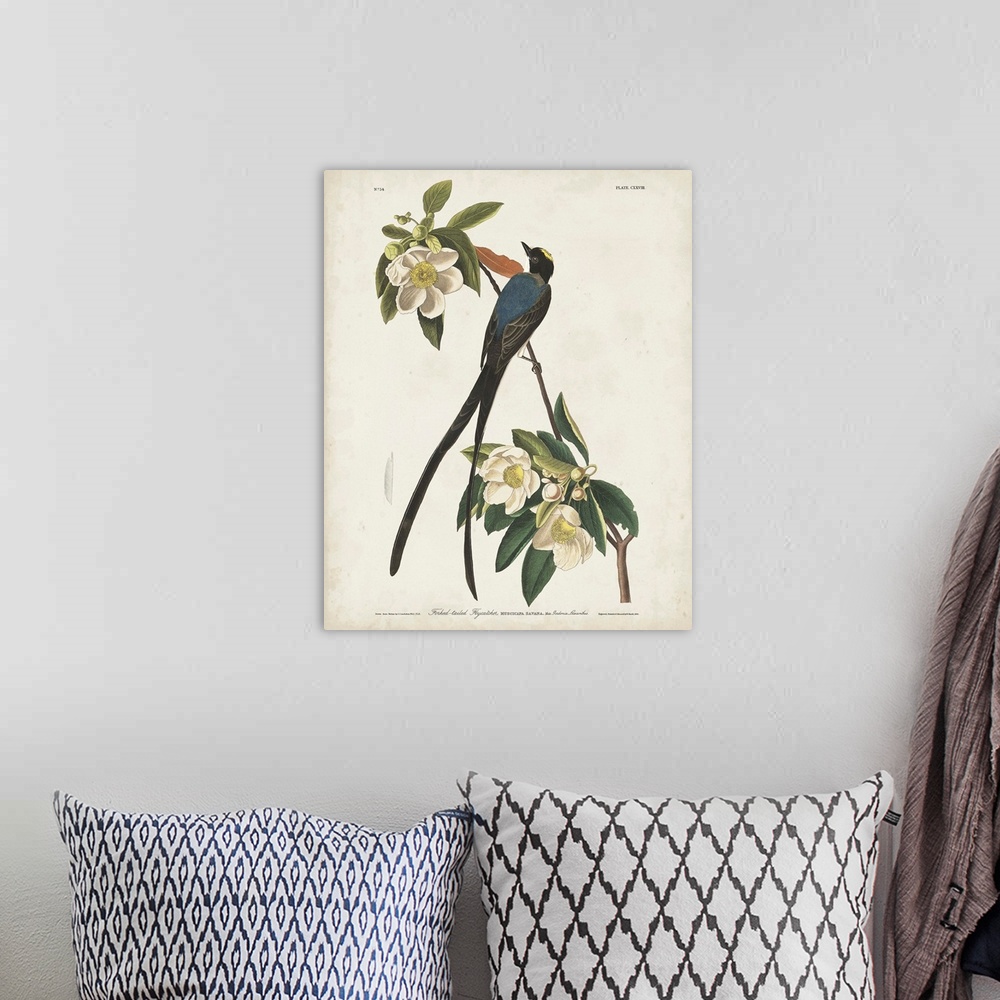 A bohemian room featuring Fork-Tailed Flycatcher