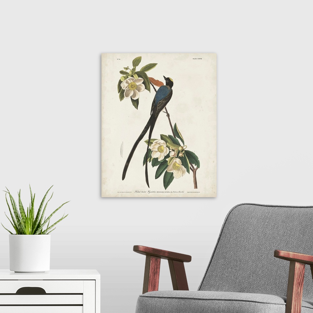 A modern room featuring Fork-Tailed Flycatcher