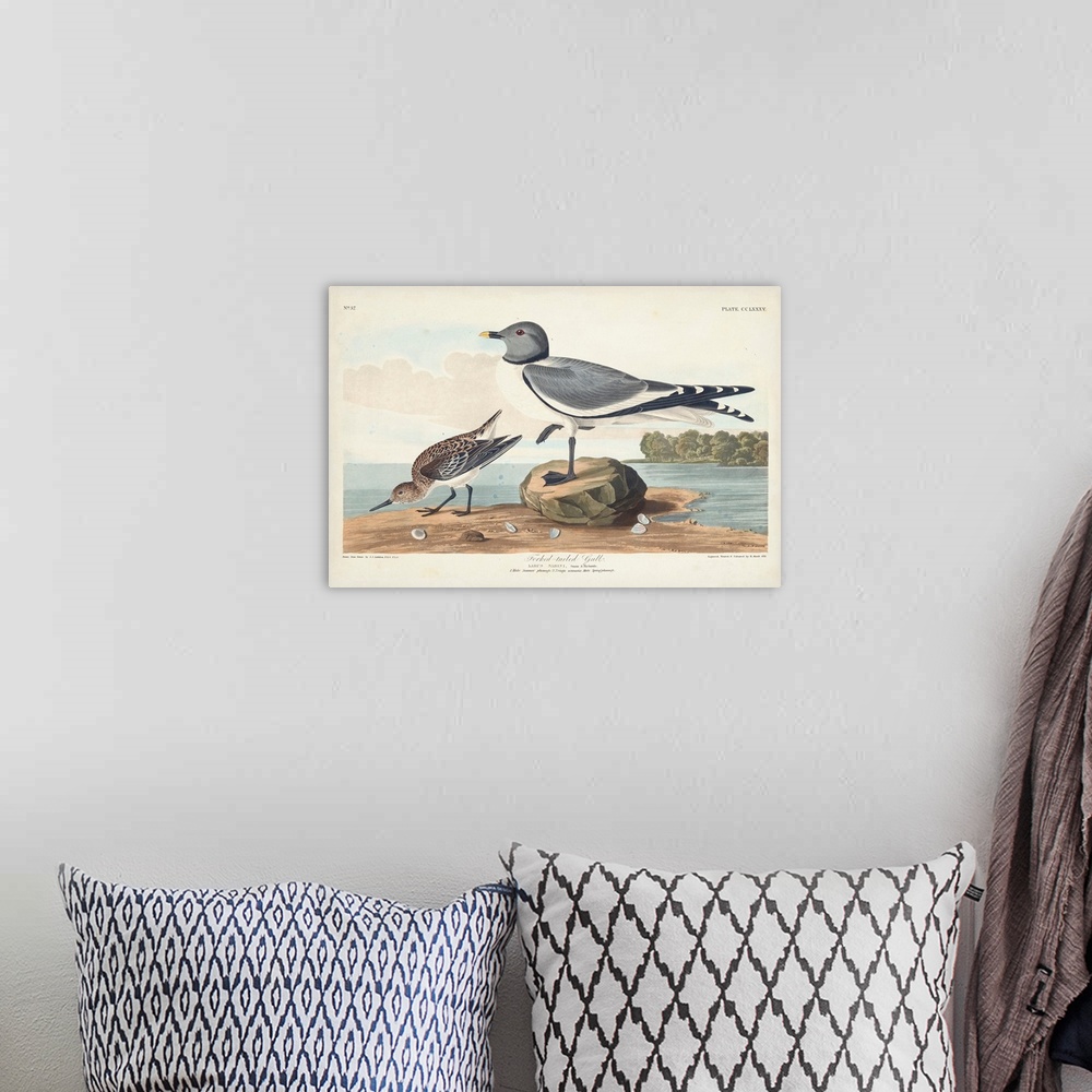 A bohemian room featuring Fork-Tailed Gull