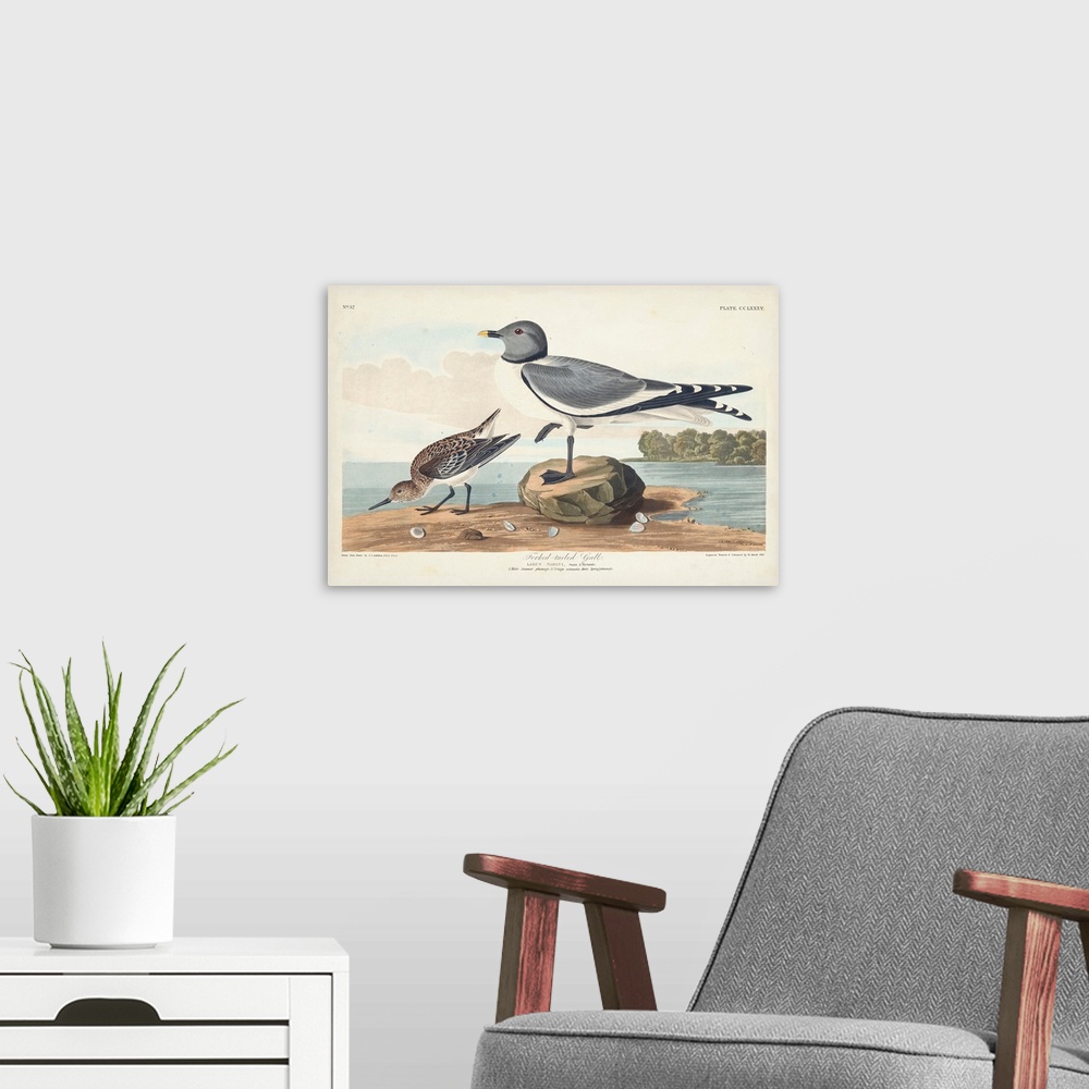 A modern room featuring Fork-Tailed Gull