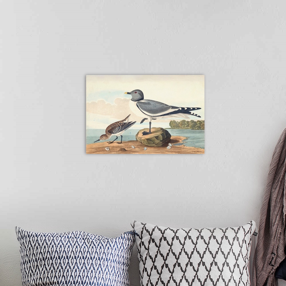 A bohemian room featuring Fork-Tailed Gull