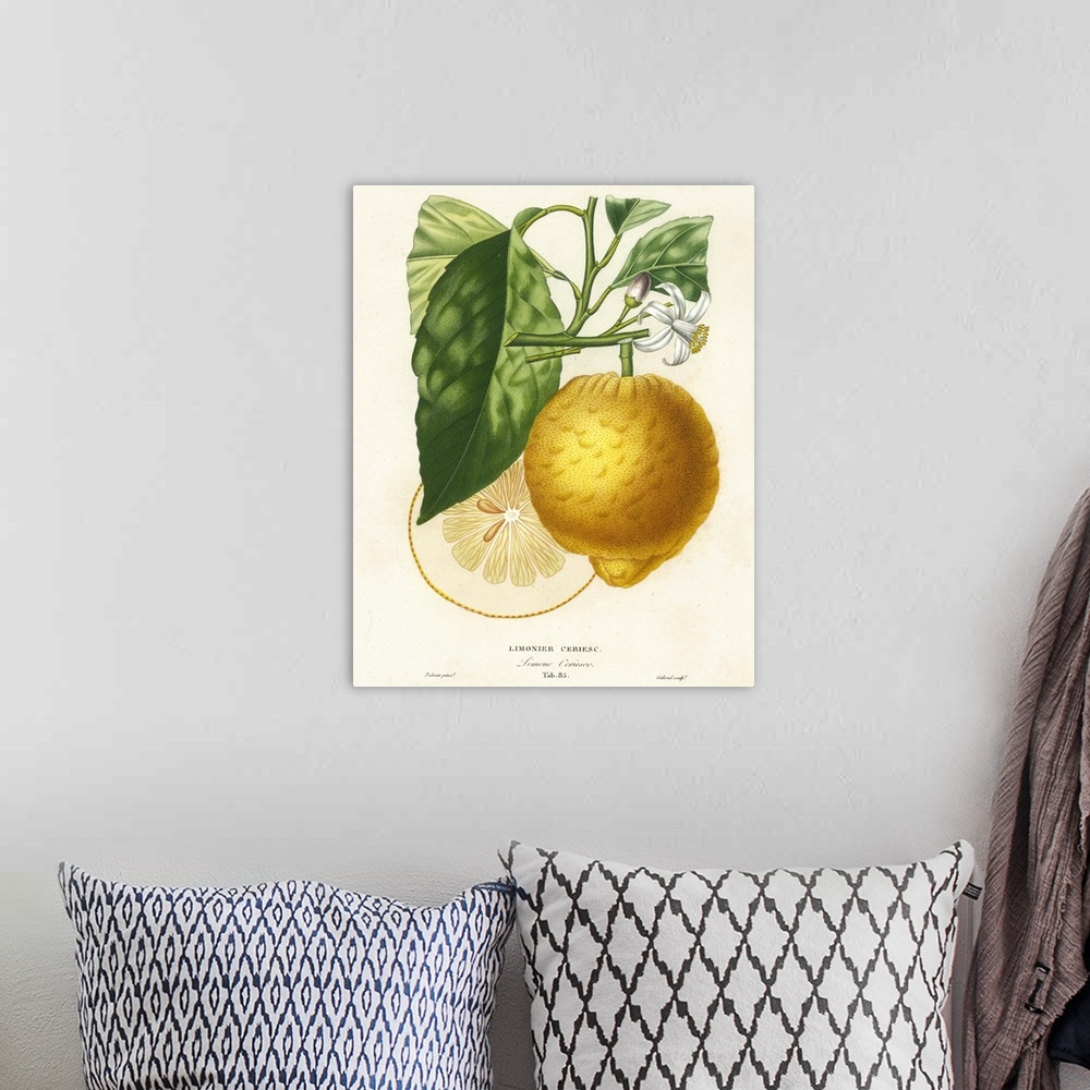 A bohemian room featuring Contemporary artwork of a botanical illustration in a vintage style.