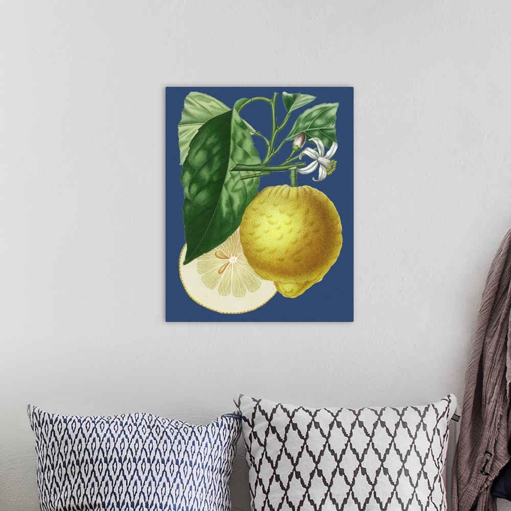 A bohemian room featuring French Lemon on Navy I