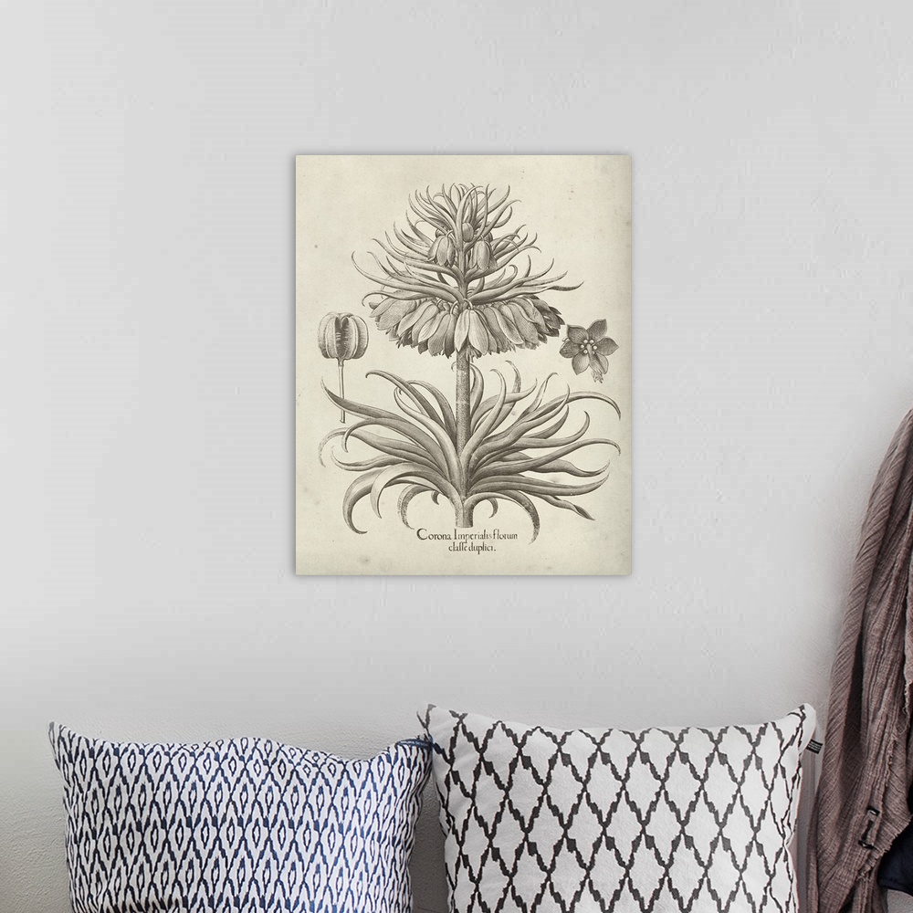 A bohemian room featuring Vintage-inspired botanical illustration of a crown imperial flower.