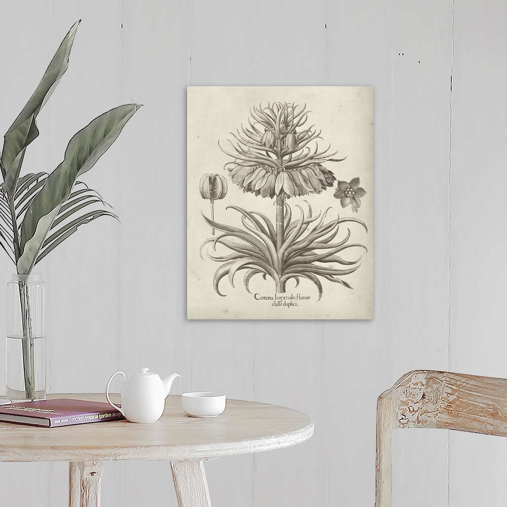 A farmhouse room featuring Vintage-inspired botanical illustration of a crown imperial flower.