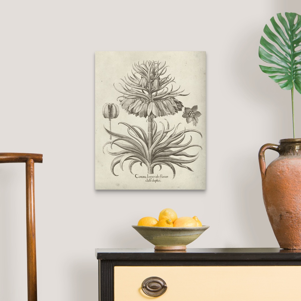 A traditional room featuring Vintage-inspired botanical illustration of a crown imperial flower.