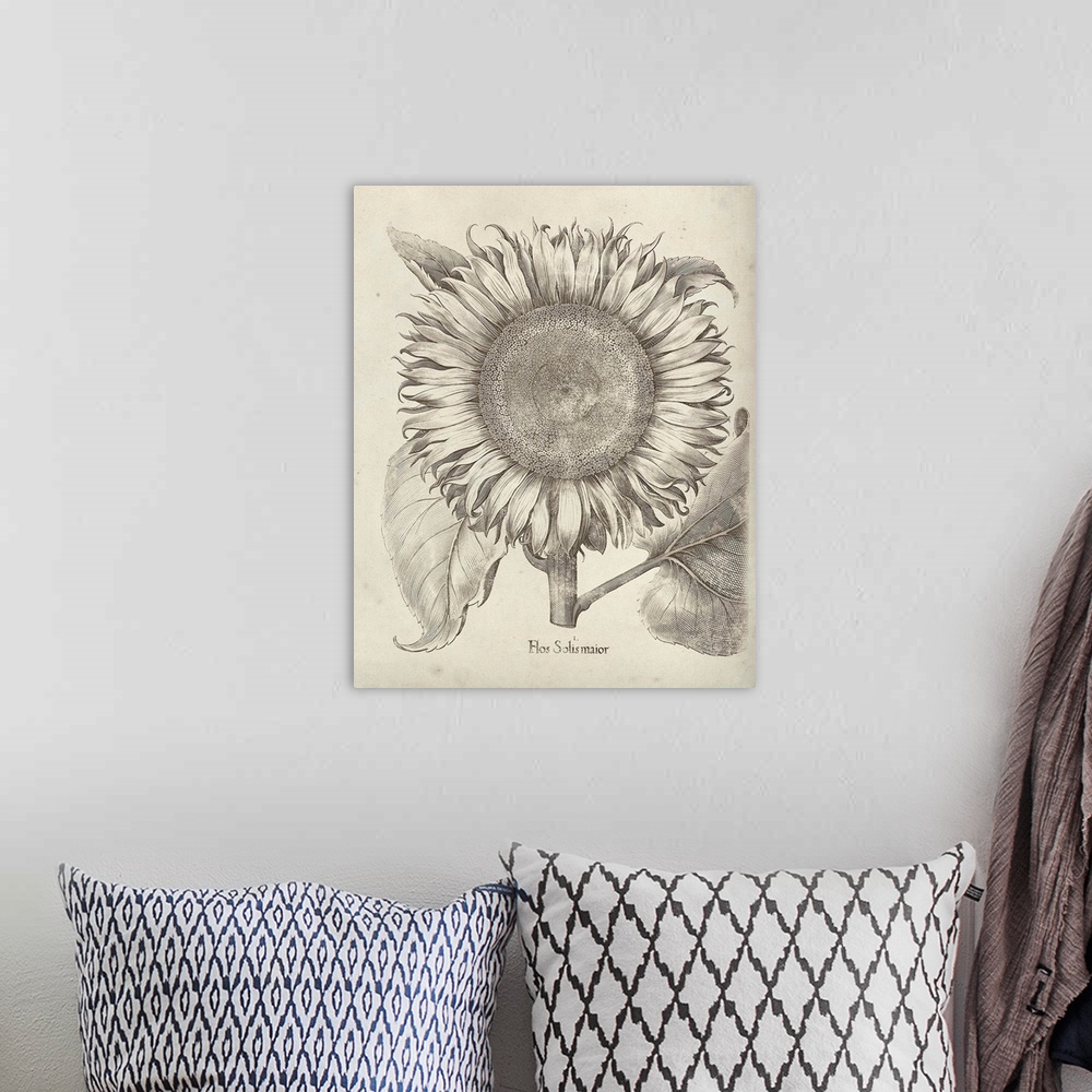 A bohemian room featuring Vintage-inspired botanical illustration of a sunflower.