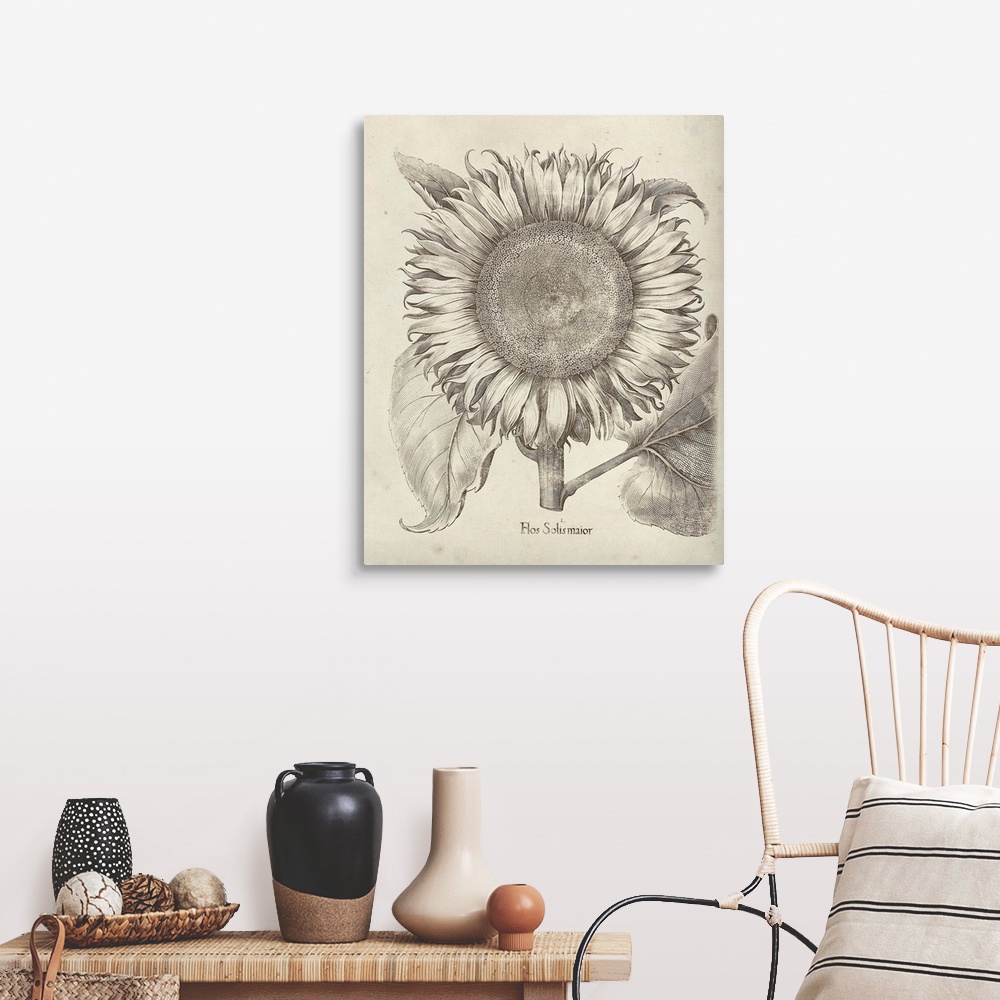 A farmhouse room featuring Vintage-inspired botanical illustration of a sunflower.