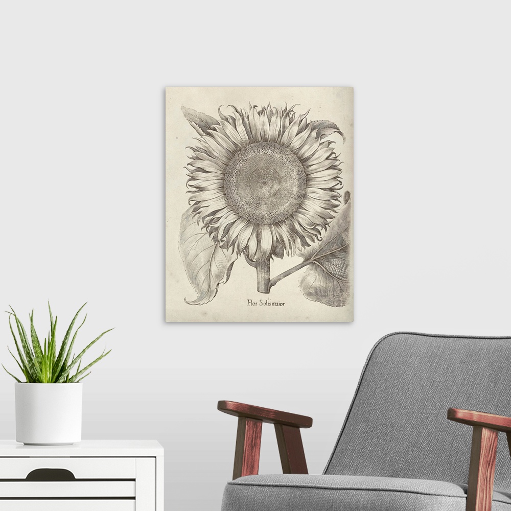 A modern room featuring Vintage-inspired botanical illustration of a sunflower.