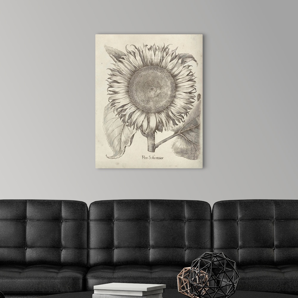 A modern room featuring Vintage-inspired botanical illustration of a sunflower.