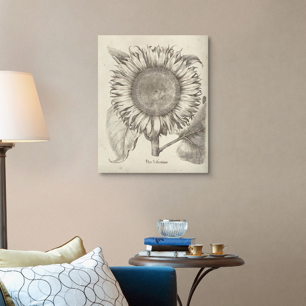 A traditional room featuring Vintage-inspired botanical illustration of a sunflower.