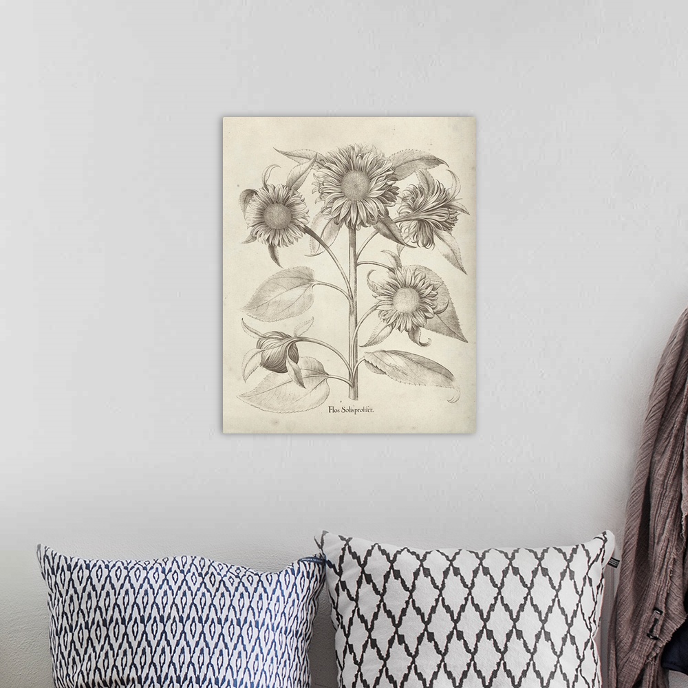 A bohemian room featuring Vintage-inspired botanical illustration of sunflowers.