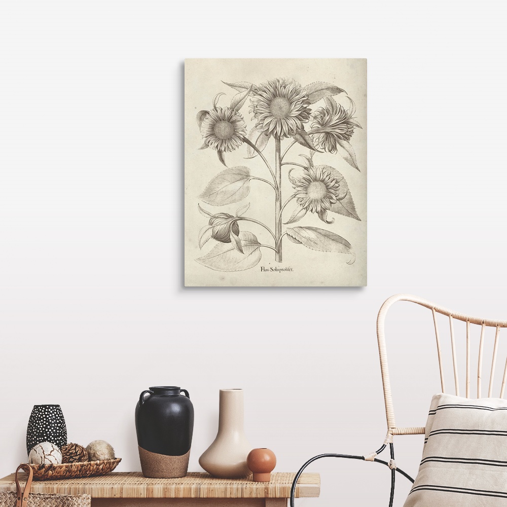 A farmhouse room featuring Vintage-inspired botanical illustration of sunflowers.