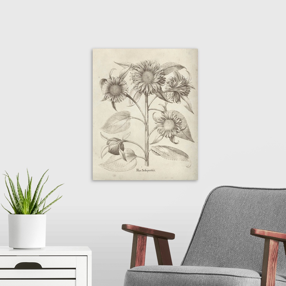 A modern room featuring Vintage-inspired botanical illustration of sunflowers.