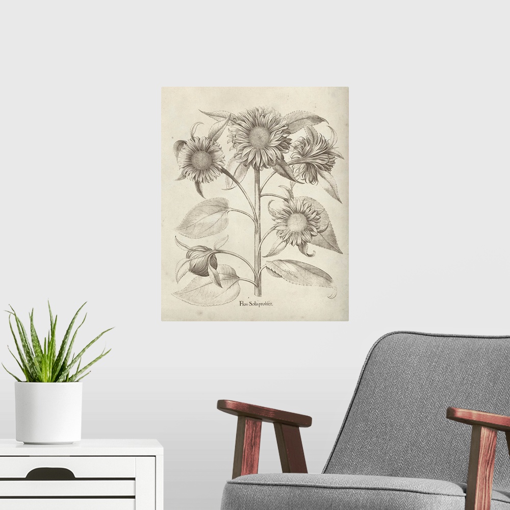 A modern room featuring Vintage-inspired botanical illustration of sunflowers.