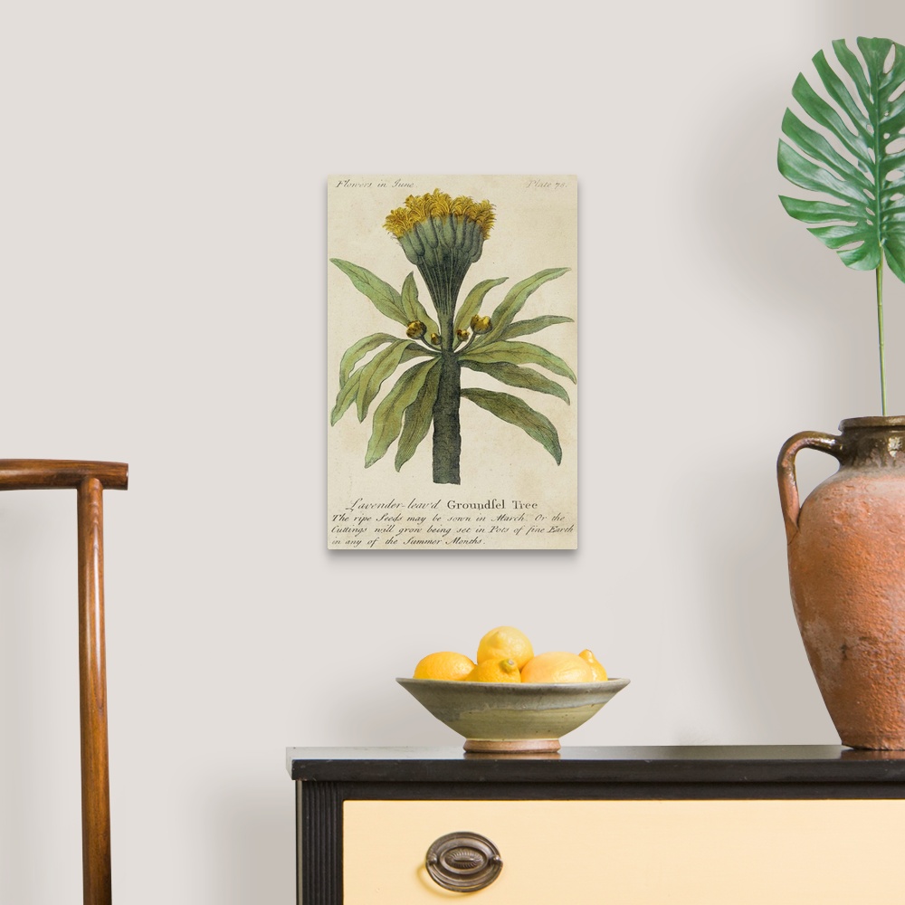 A traditional room featuring Vintage stylized botanical illustration for a guide to gardening.
