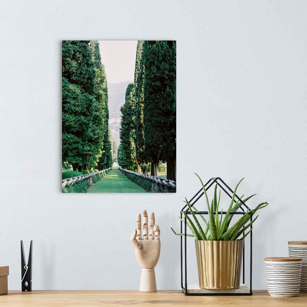 A bohemian room featuring Photograph taken between an avenue of tall trees, Lake Como, Italy.