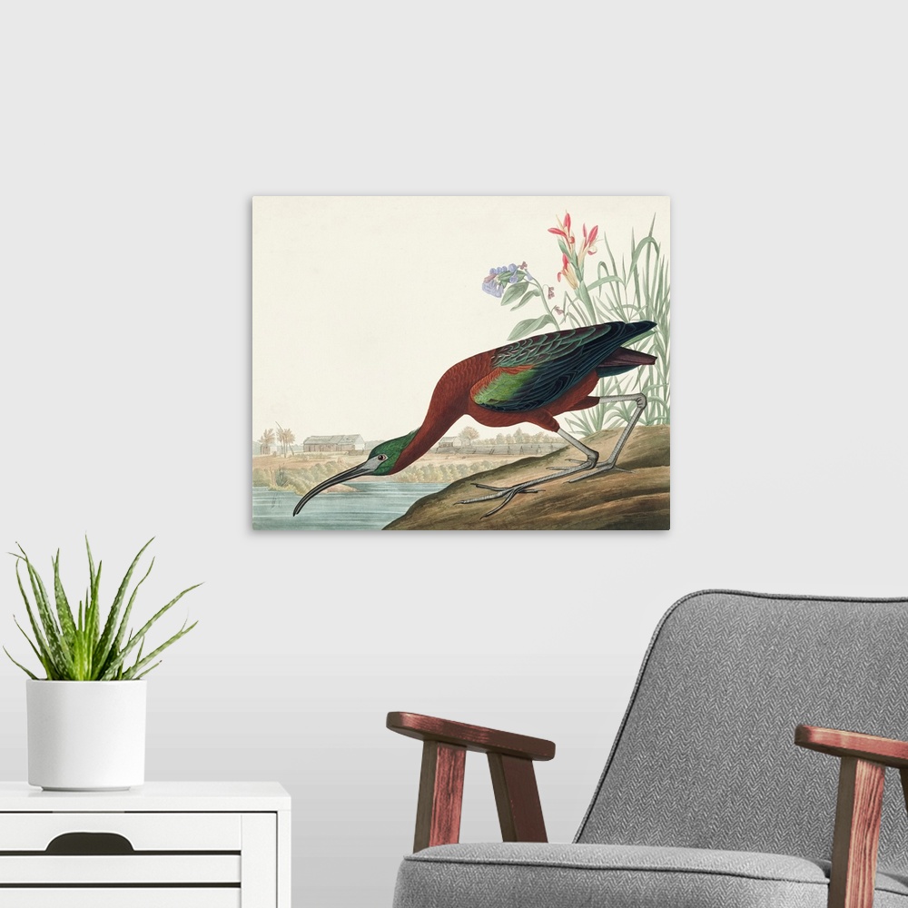 A modern room featuring Glossy Ibis