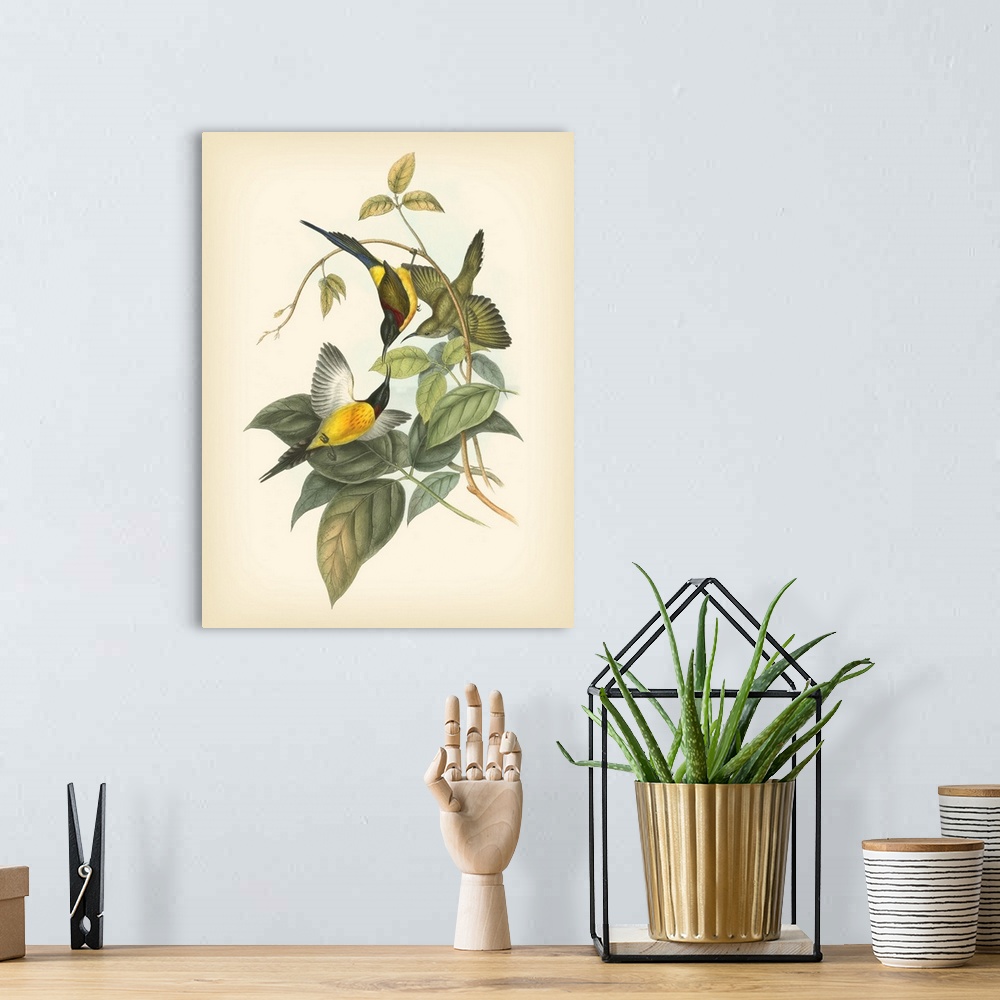 A bohemian room featuring Vintage stylized illustration of bird species.