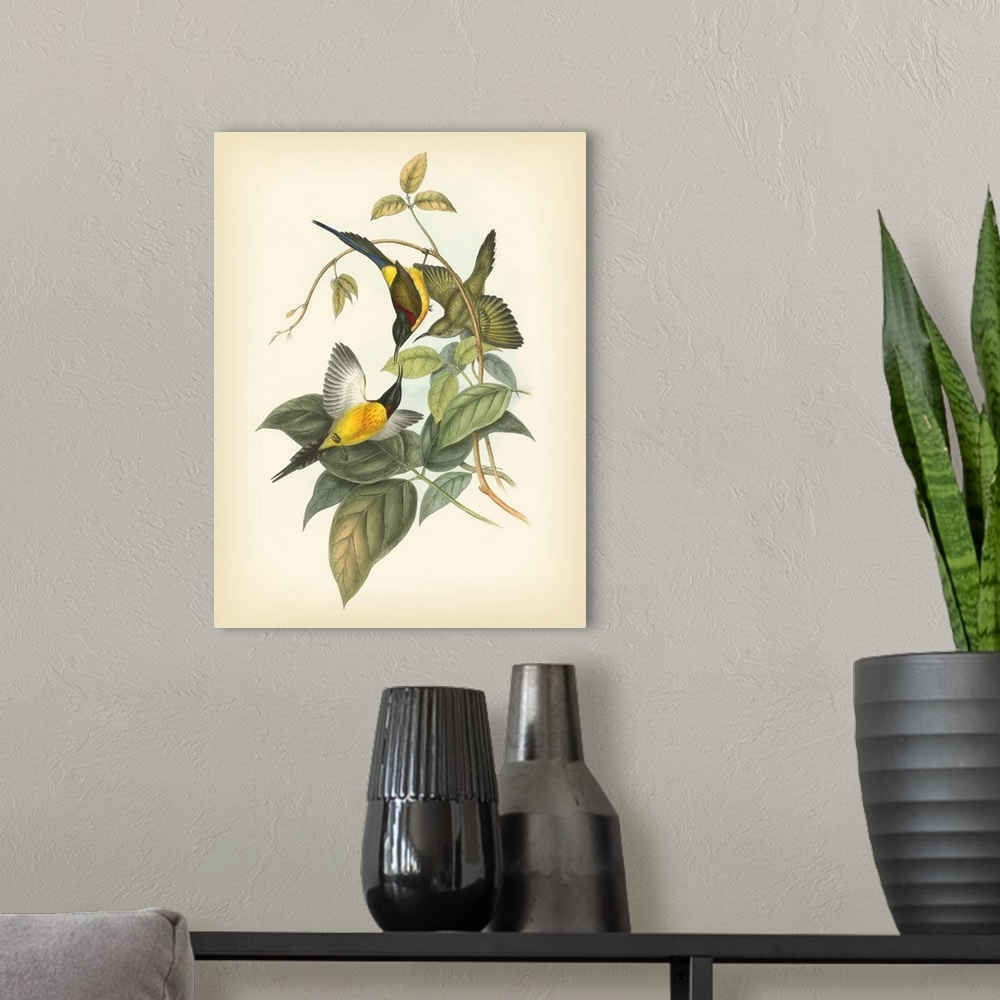 A modern room featuring Vintage stylized illustration of bird species.
