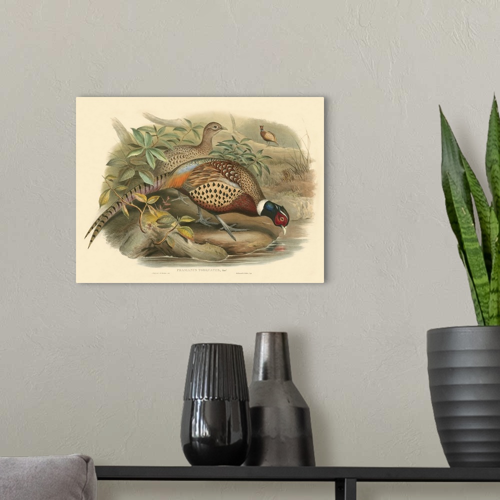 A modern room featuring Vintage stylized illustration of bird species.