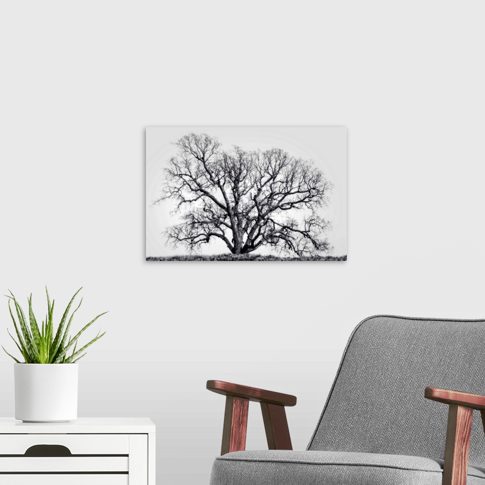 A modern room featuring Grand Oak Tree I