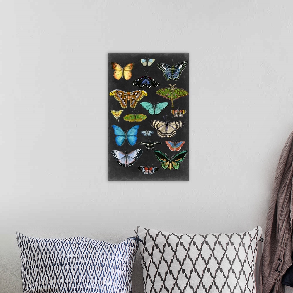 A bohemian room featuring Graphic Butterfly Taxonomy I