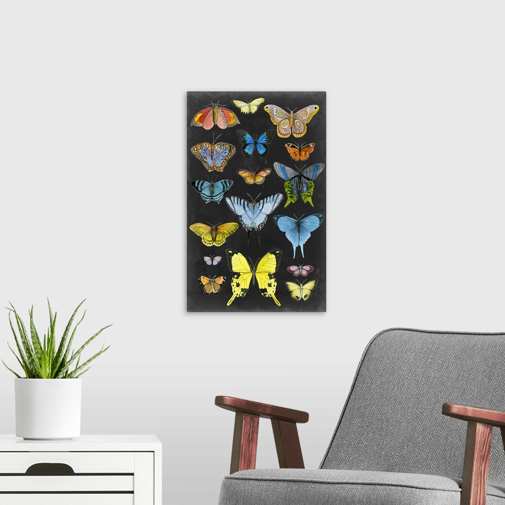 A modern room featuring Graphic Butterfly Taxonomy II
