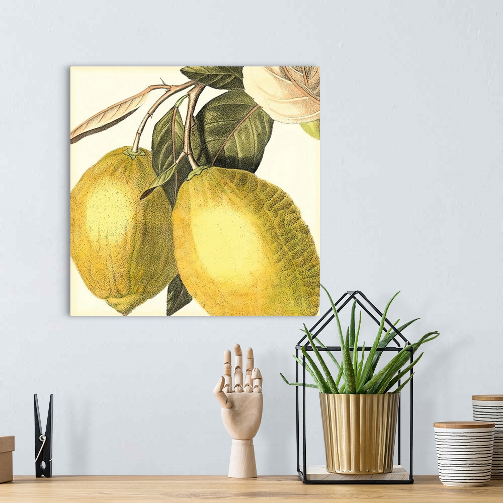 A bohemian room featuring Graphic Lemon