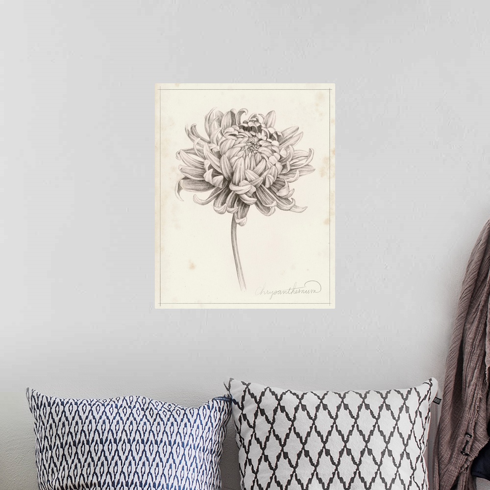 A bohemian room featuring Graphite Chrysanthemum Study I