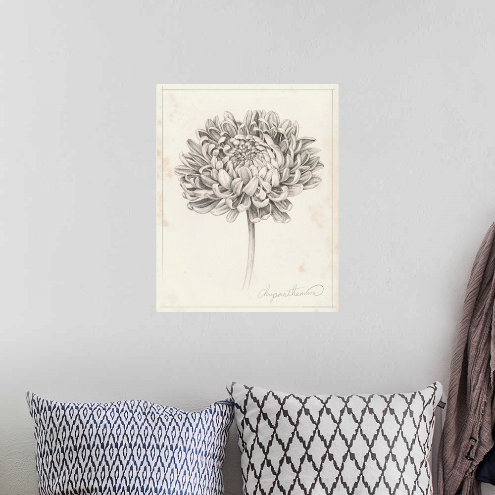 A bohemian room featuring Graphite Chrysanthemum Study II