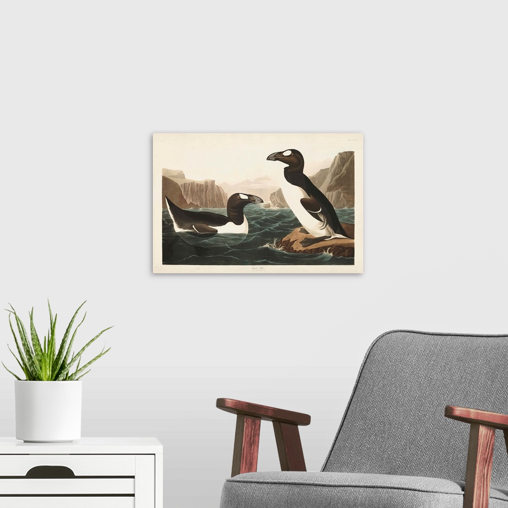 A modern room featuring Great Auk