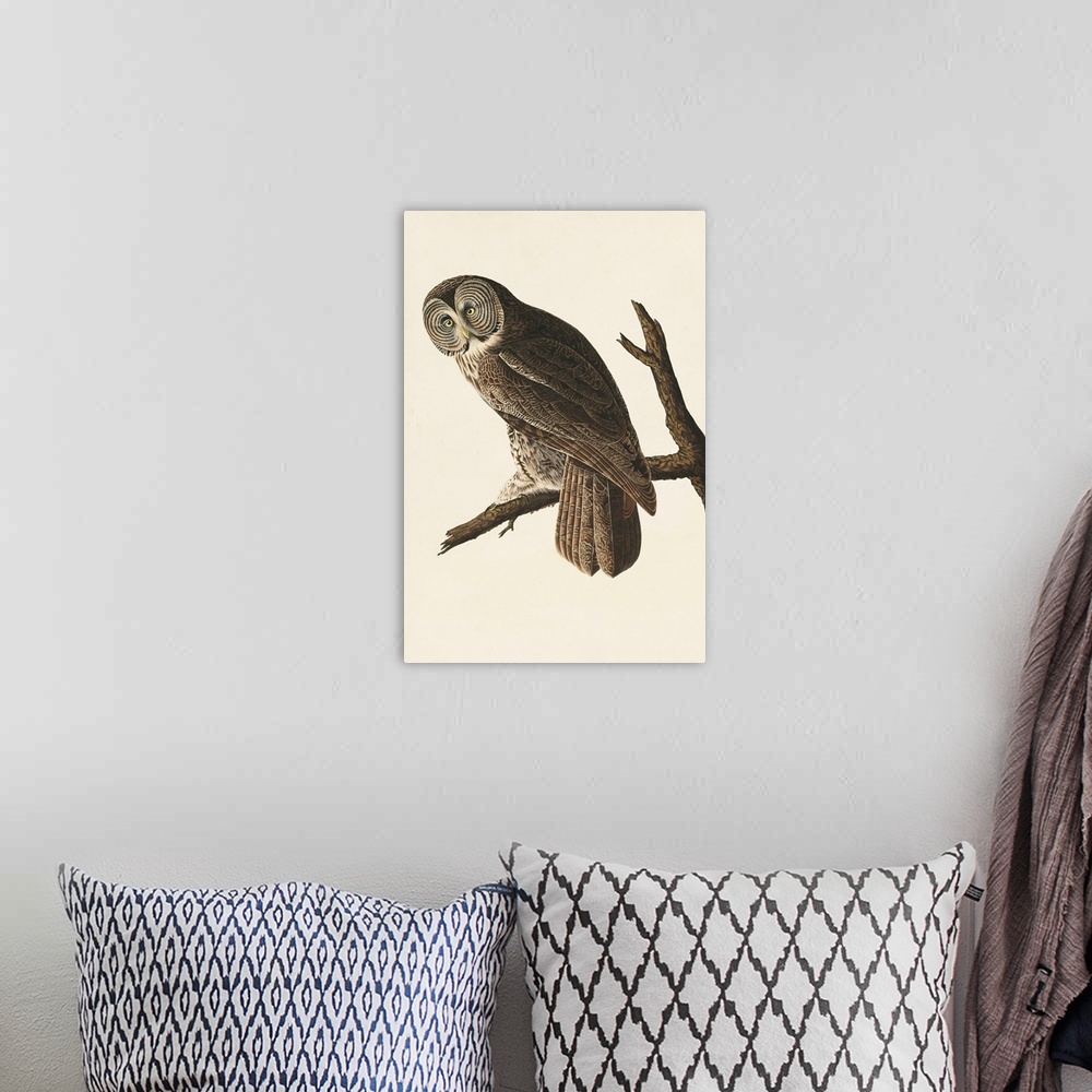 A bohemian room featuring Great Cinereous Owl
