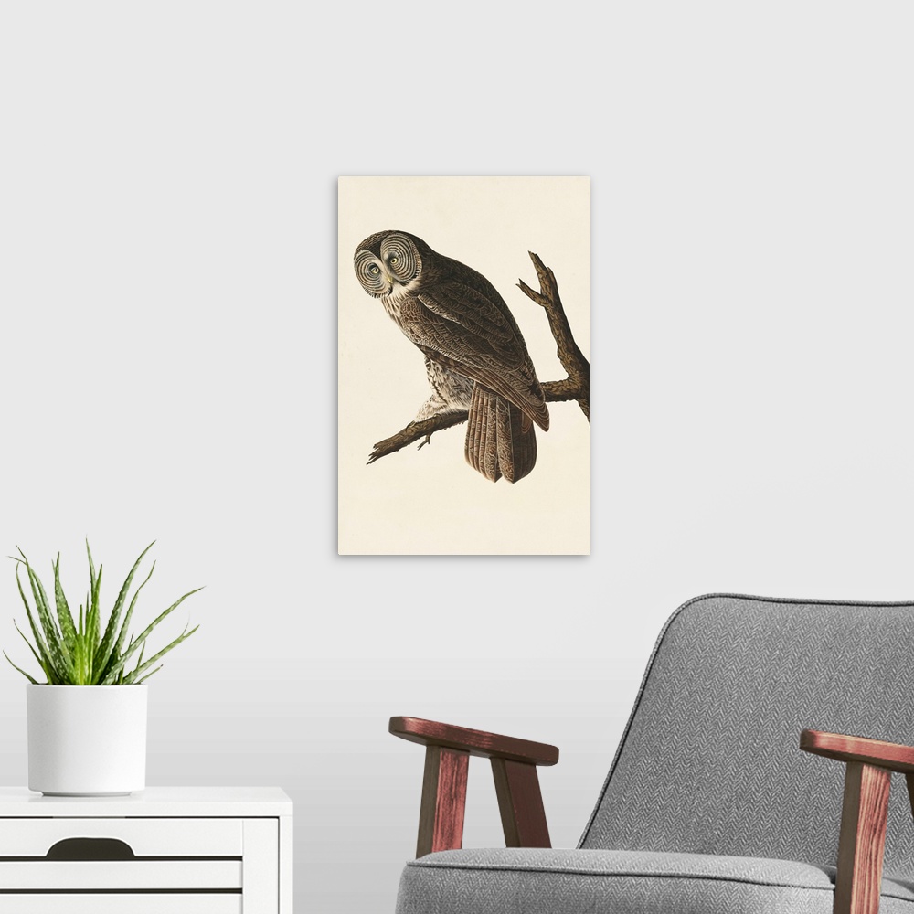 A modern room featuring Great Cinereous Owl