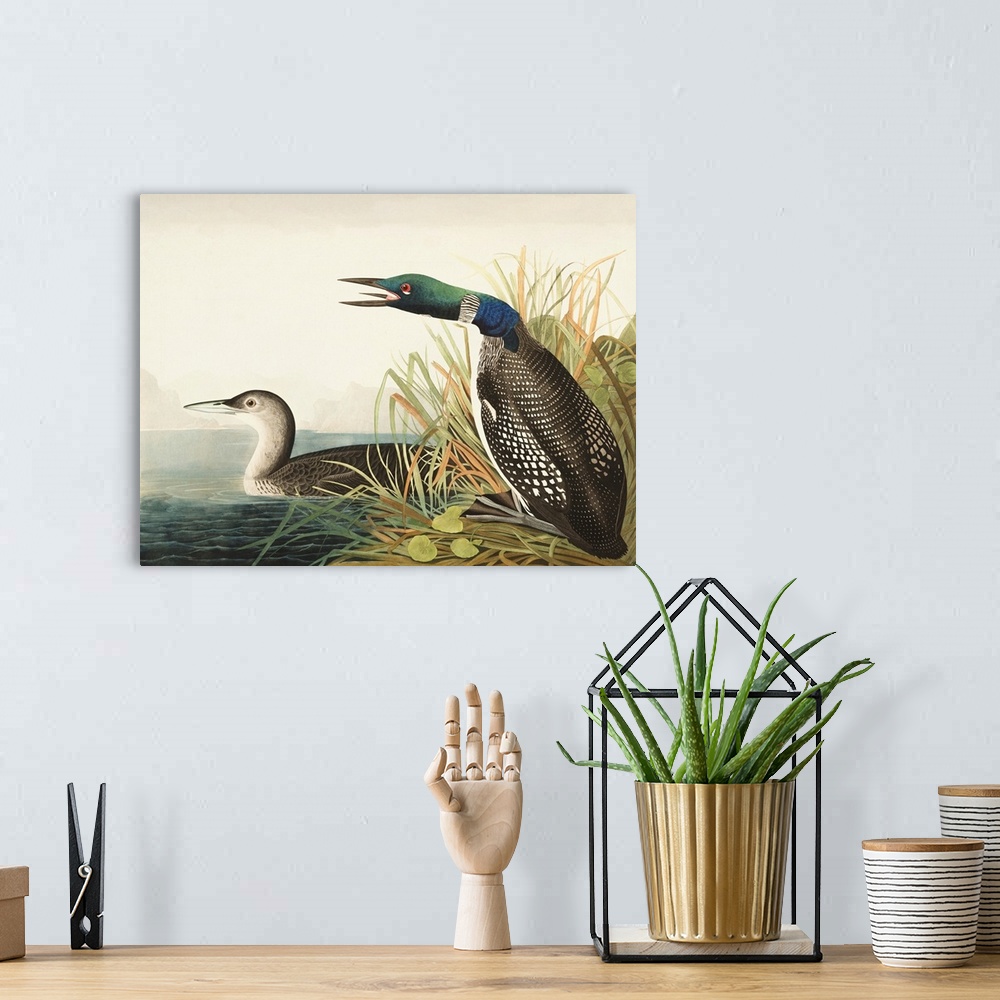 A bohemian room featuring Great Northern Diver Or Loon