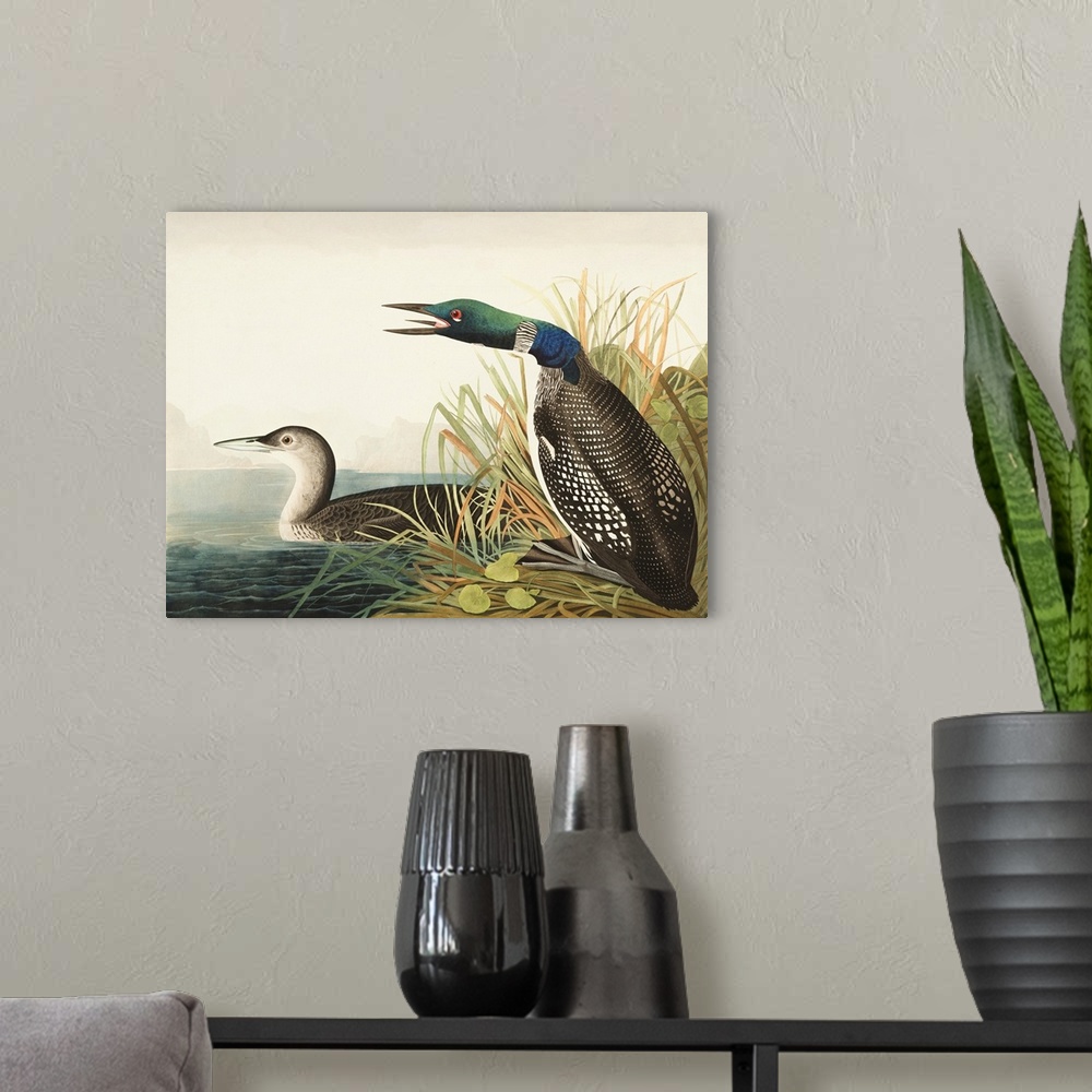 A modern room featuring Great Northern Diver Or Loon
