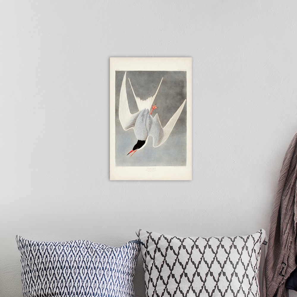 A bohemian room featuring Great Tern