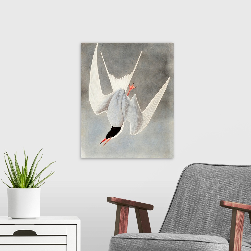 A modern room featuring Great Tern