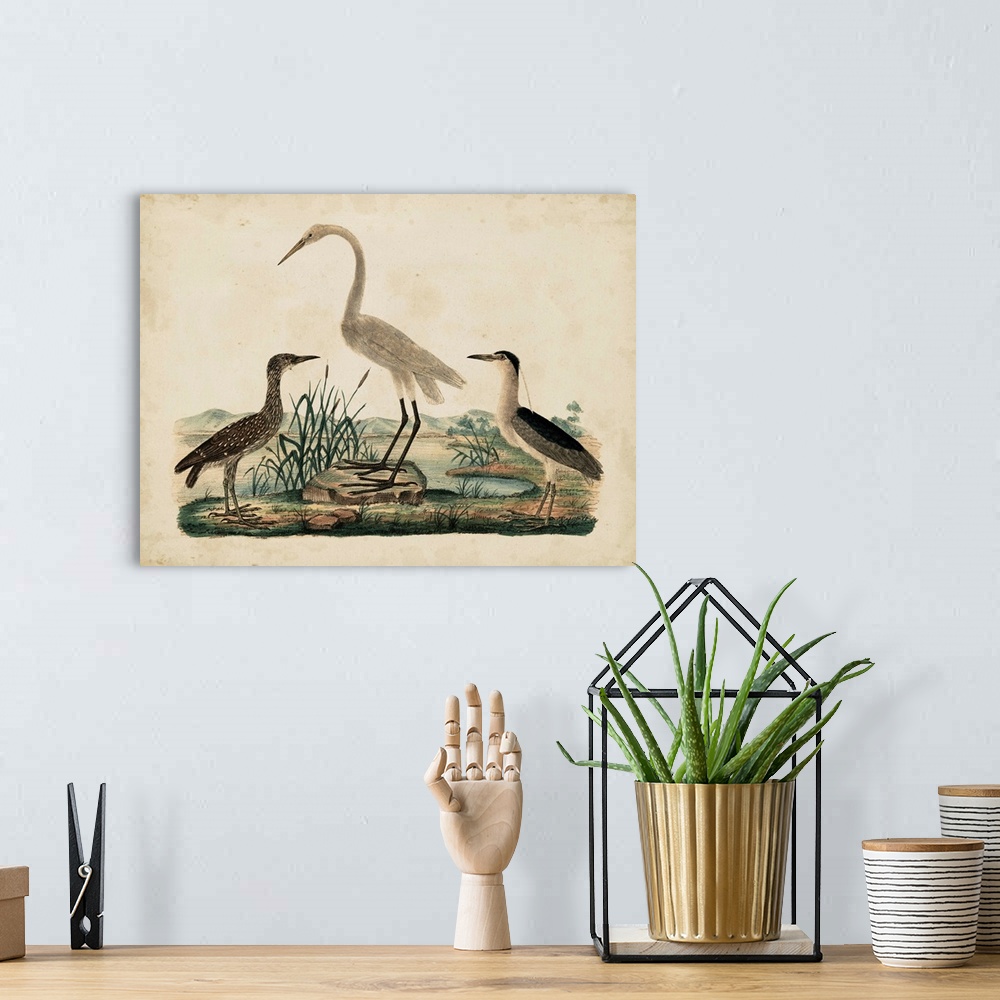 A bohemian room featuring Contemporary artwork of a vintage stylized scientific illustration of birds.